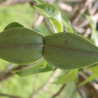 Cryptostegia madagascariensis Bojer ex Decne.